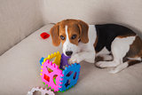 Beagle playing on sofa