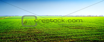 Field of winter crops