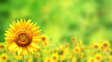 Sunflowers on green background