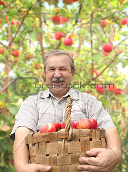 Elderly man harvesting a apple