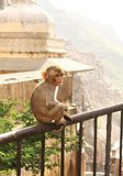 Monkey in Indian temple