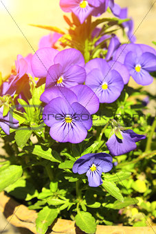 Flowers of pansy and green grass