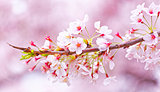 Sakura blossom