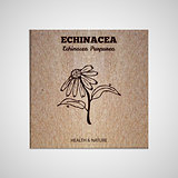 Herbs and Spices Collection - Echinacea