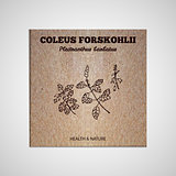 Herbs and Spices Collection - Coleus forskohlii