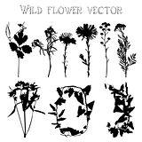 Silhouettes of wild flowers and leaves vector