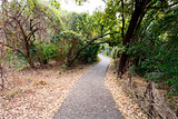 Pathway in a Park Victoria Falls, Zimbabwe in Spring
