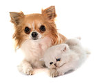 kitten exotic shorthair and chihuahua