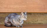 Tabby Cat standing over wooden bench