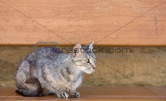Tabby Cat standing over wooden bench