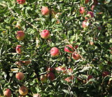 Ripe apples  on the tree