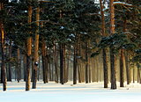  Winter forest