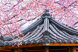 Weeping sakura infront of japanese temple