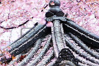 Weeping sakura infront of japanese temple