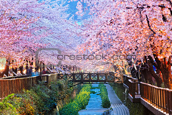 cherry blossoms, busan city in south korea