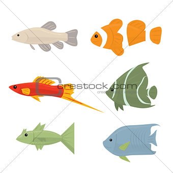 Collection of tropical fish