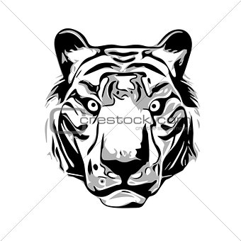 Head of Tiger