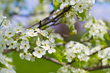 Blooming Flowering Tree in Spring