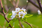 Blooming Pear Tree Flowers