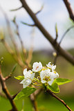 Blooming Pear Tree Flowers on Branch