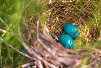 Two Blue Eggs in Nest
