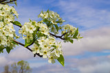 Blooming Pear Tree Flowers