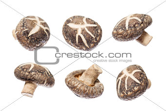 Shiitake mushrooms 