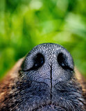 Dog snout
