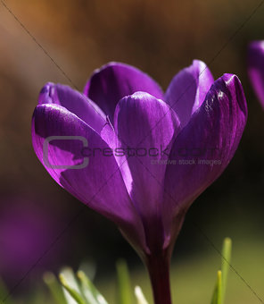 Purple crocus flower macro closeup