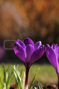 Crocus flower in garden spring feeling