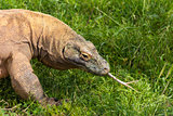 Komodo dragon in Attica zoo