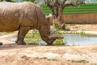 drinking water rhinoceros in Attica zoo