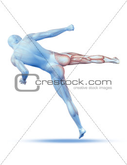 3D male medical figure in kick boxing pose