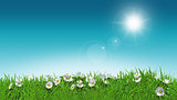 3D daisies in grass sunny sky