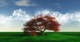 Maple Tree landscape widescreen