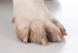 dirty dog feet