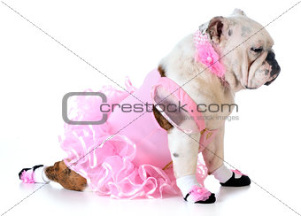 bulldog ballerina
