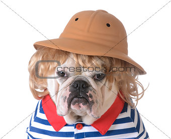 dog wearing clothing