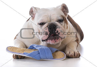 puppy chewing slipper