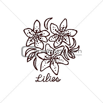 Handsketched bouquet of lilies