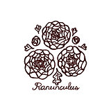Handsketched bouquet of ranunculuses