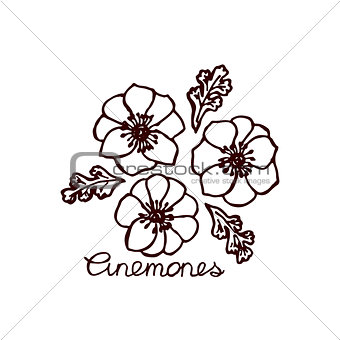 Handsketched bouquet of anemones