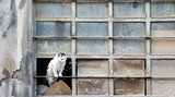 Abandoned cat over warehouse broken window