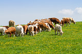 Herd of cows at spring green field