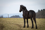Beauty foal - friesian horse stallion