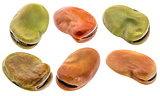 fava (broad) bean isolated