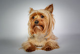 Funny Yorkshire terrier