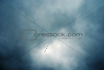 flock of birds flying in formation