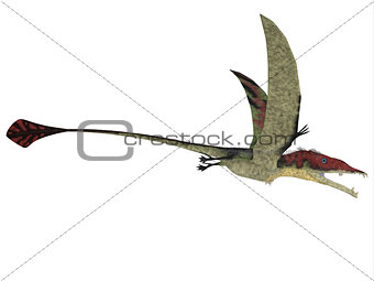 Eudimorphodon over White
