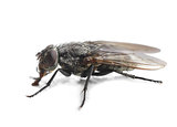 Housefly closeup on white
